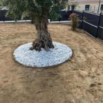 Plantation d'un arbre et délimitation des espaces